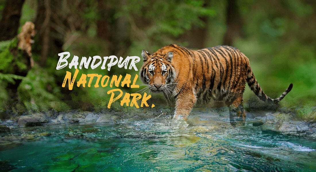 Bandipur & Nagarhole Tiger Reserve Dual Sanctuary Safari - slide 3