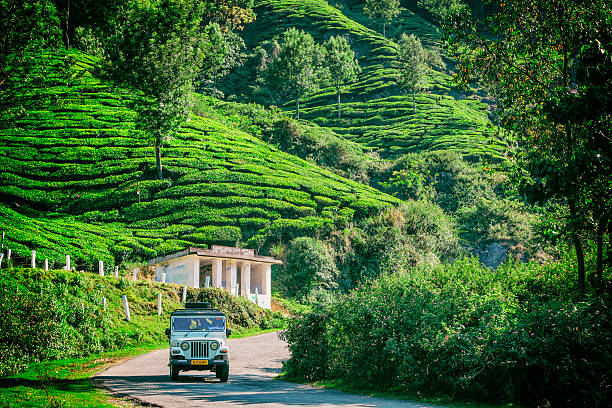 Munnar & Vagamon Rolling Tea Hills Scenic Retreat - slide 3