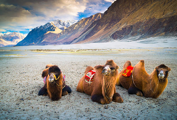 Nubra Valley & Pangong Adventure - slide 3