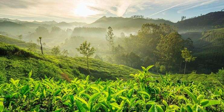Chikmagalur Western Ghats Peak & Coffee Trails Retreat
