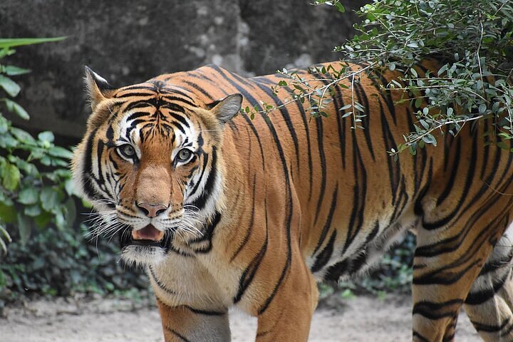 Mysore Royal Palace & Kabini Jungle Wildlife Safari
