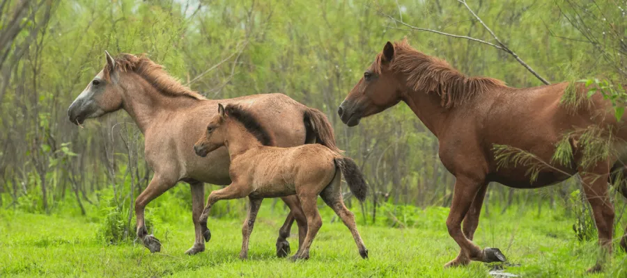 Dibru-Saikhowa National Park Feral Wild Horses & River Dolphin Safari