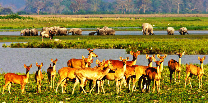 Kaziranga National Park One-Horned Rhino Jungle Safari