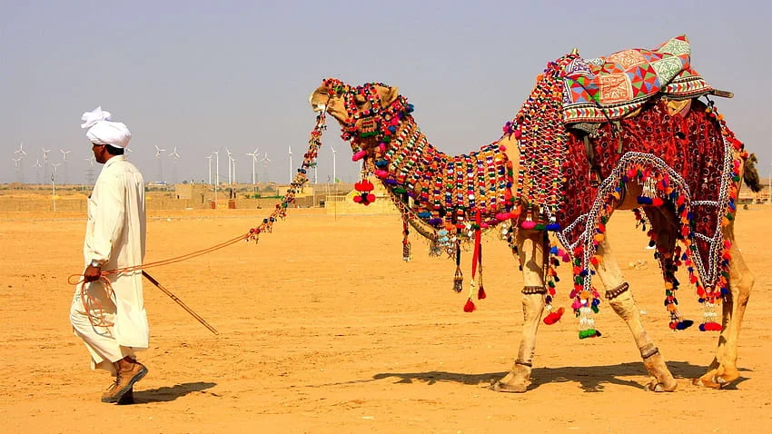 Sunset Camel Safari in Thar Desert