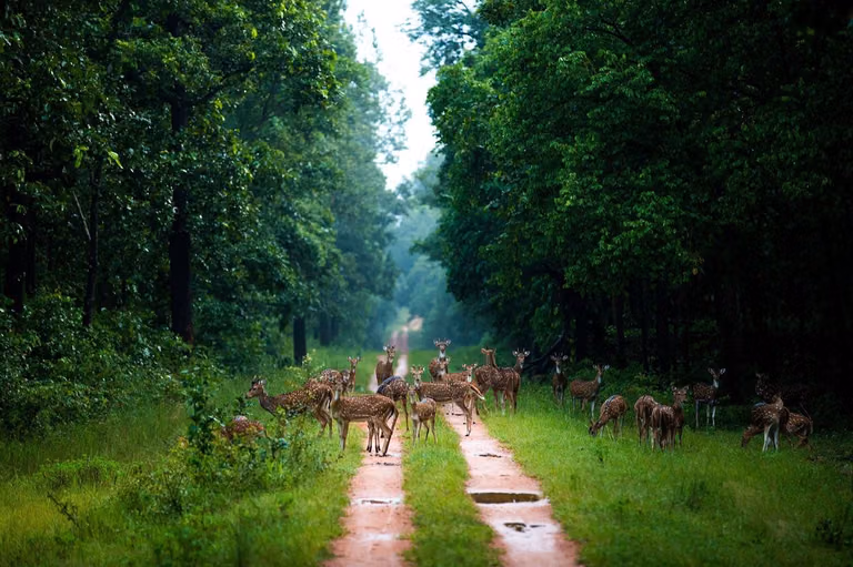 Wayanad Wildlife & Ancient Tribal Trails Adventure