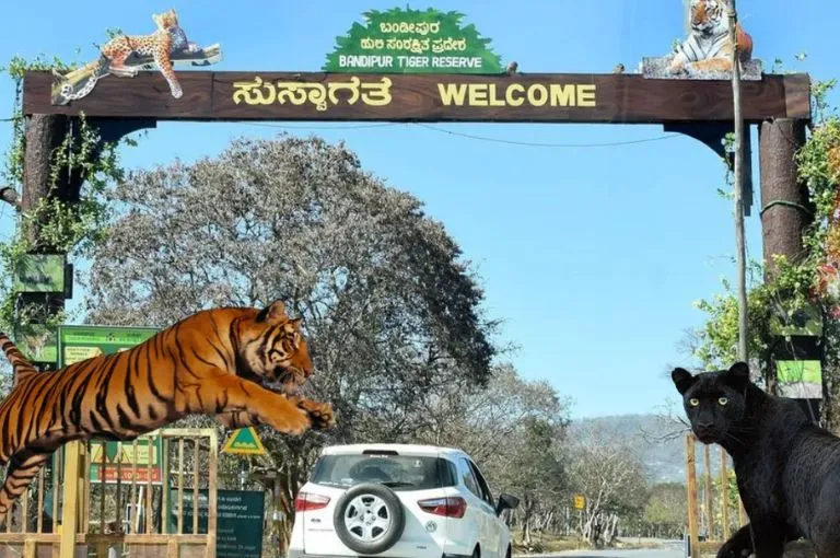 Bandipur & Nagarhole Tiger Reserve Dual Sanctuary Safari