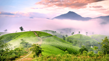 Places to Visit in August in India 2024 munnar Kerala