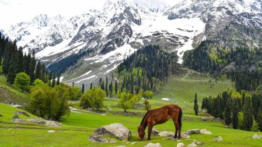 Srinagar Travel Guide: Unveiling Kashmir’s Iconic Jewel