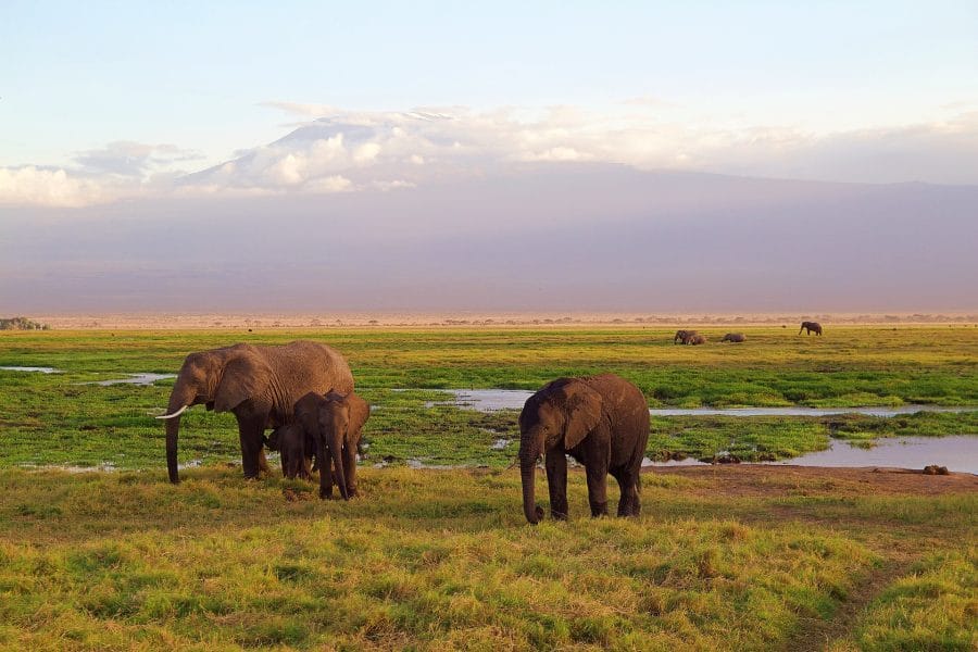 elephant-jim-corbett