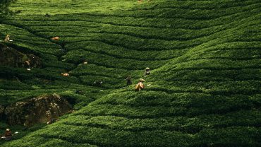 Discover Assam: The Gateway to Northeast India
