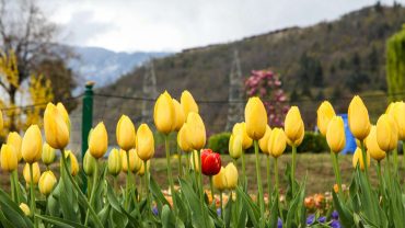 Ultimate Kashmir Travel Guide: Explore Paradise on Earth