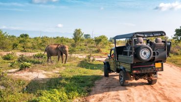 wildlife tourism in india